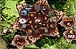 Bugwave Tower Defense Online Game